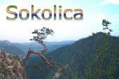 sokolica3.jpg